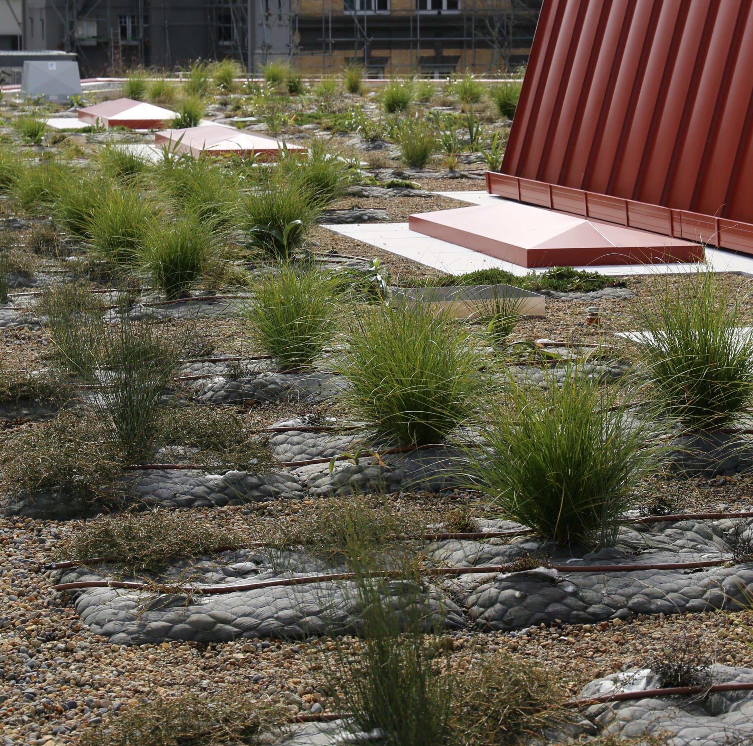 green roof